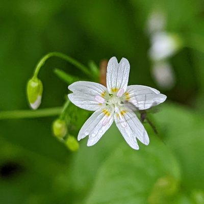 Claytonia sibirica, photographed by Dominic Gentilcore
