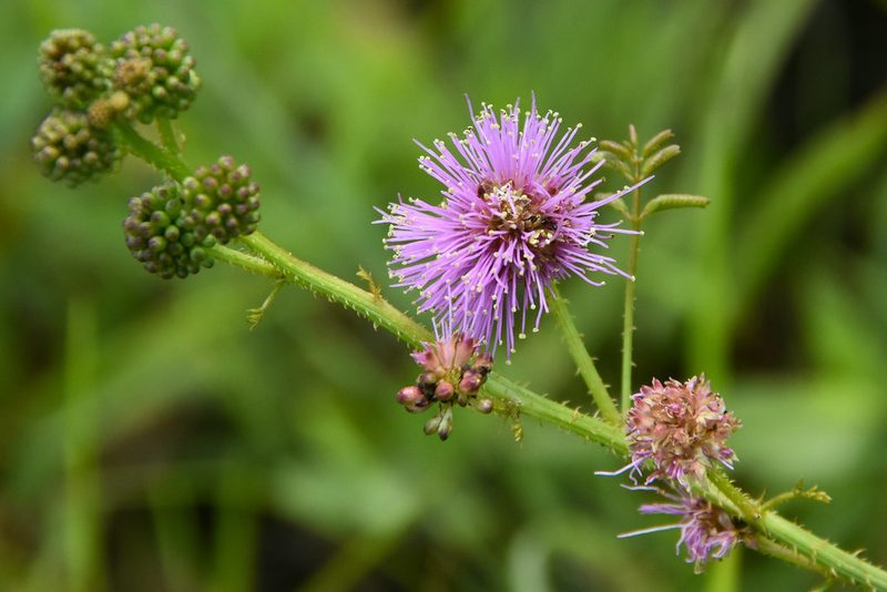 Mimosa nuttallii, photographed by Jay Pruett