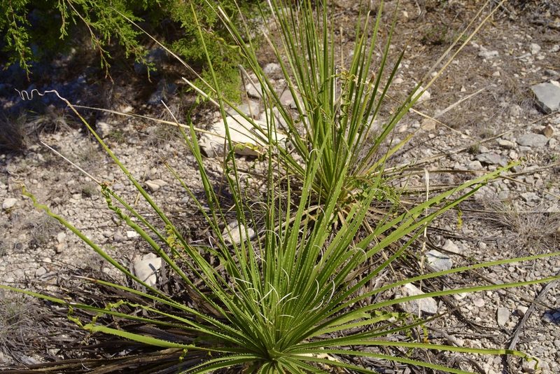 Dasylirion texanum, photographed by Michelle W. （鍾偉瑋）