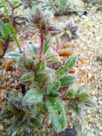 Craniospermum subvillosum, photographed by Владимир Преловский