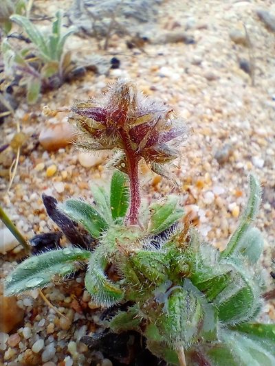 Craniospermum subvillosum, photographed by Владимир Преловский