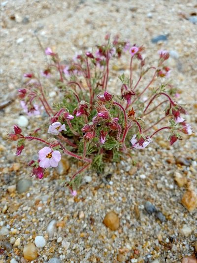 Chamaerhodos grandiflora, photographed by Владимир Преловский