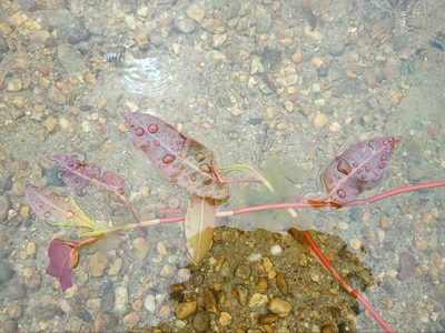 Persicaria amphibia, photographed by Владимир Преловский