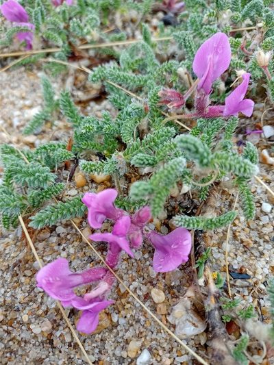 Oxytropis lanata, photographed by Владимир Преловский