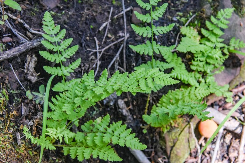 Woodsia obtusa, photographed by Jay Pruett