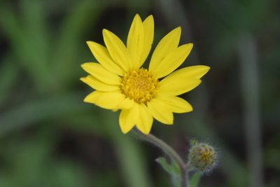 Bradburia pilosa