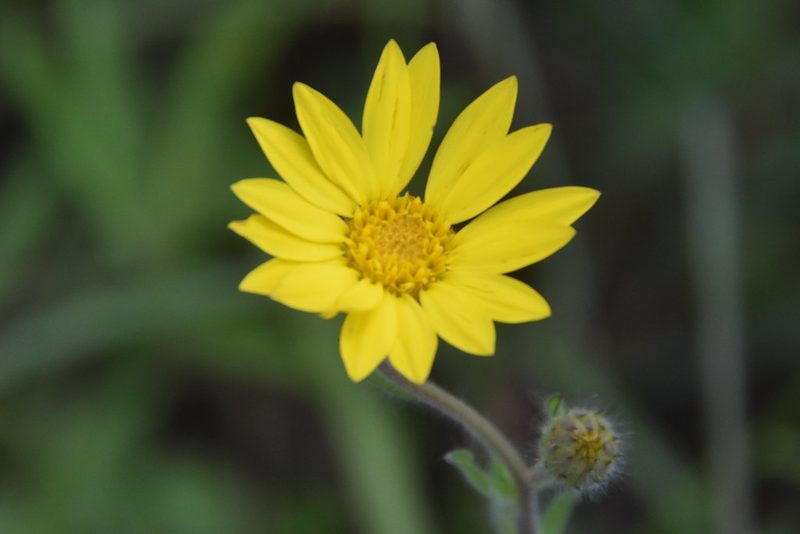 Bradburia pilosa, photographed by Jay Pruett
