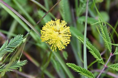 Neptunia lutea, photographed by Jay Pruett