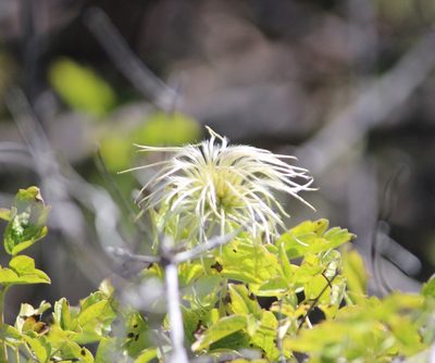 Clematis lasiantha, photographed by Ashwin Srinivasan