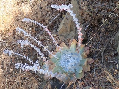 Dudleya pulverulenta, photographed by George Williams