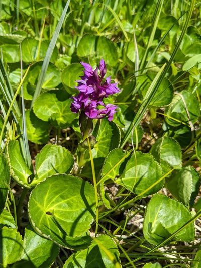 Dactylorhiza aristata, photographed by Erin McKittrick