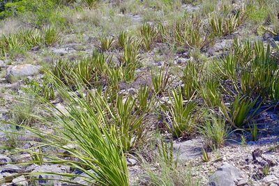 Agave lechuguilla, photographed by Michelle W. （鍾偉瑋）