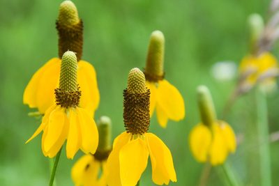 Ratibida columnifera, photographed by Jay Pruett