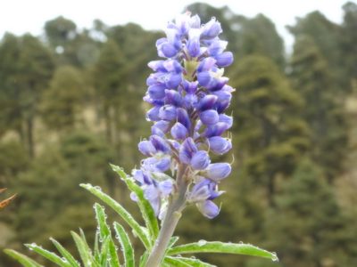 Lupinus montanus, photographed by Bernabe Colohua