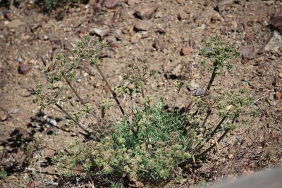 Lomatium macrocarpum, photographed by Ashwin Srinivasan