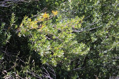 Umbellularia californica, photographed by Ashwin Srinivasan