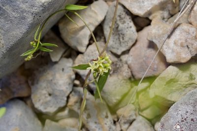 Metastelma palmeri