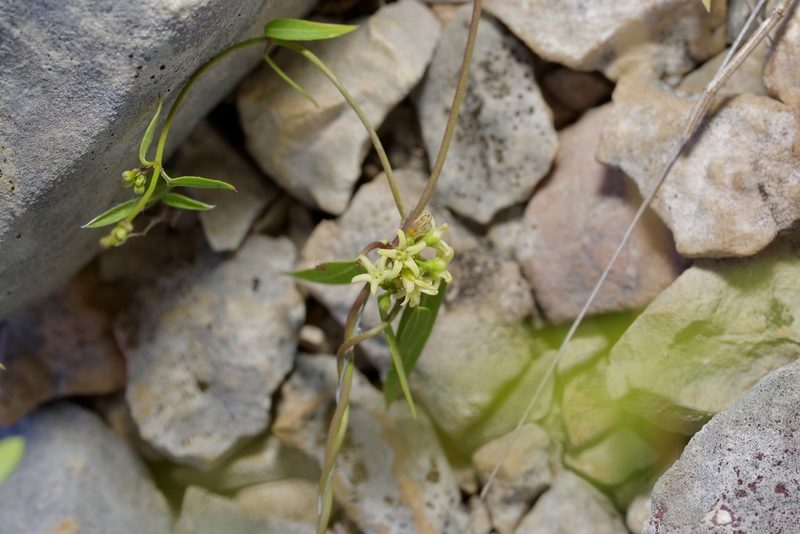 Metastelma palmeri, photographed by Michelle W. （鍾偉瑋）