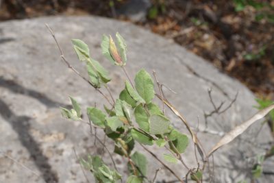 Mandevilla macrosiphon