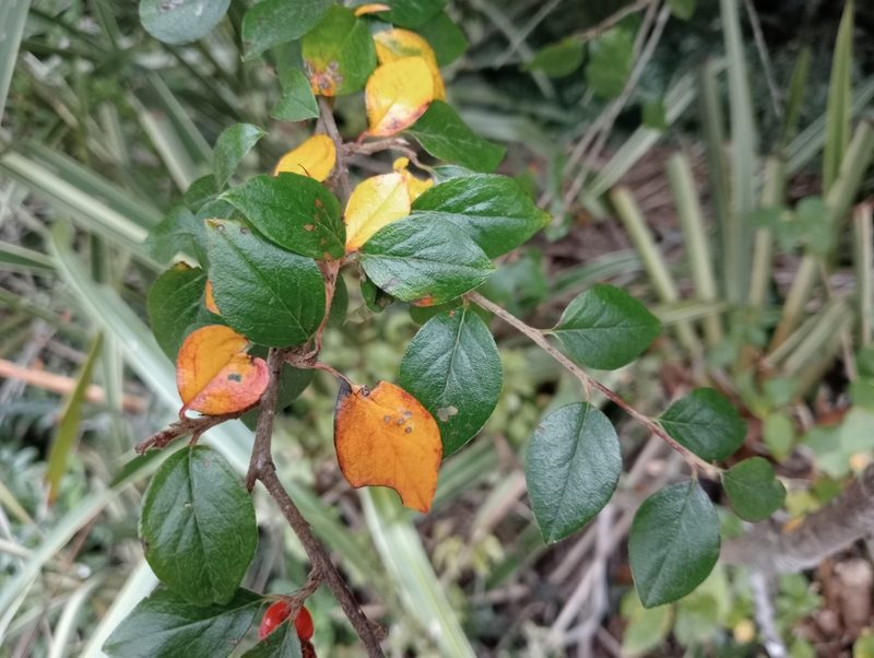 Cotoneaster simonsii, photographed by John Barkla