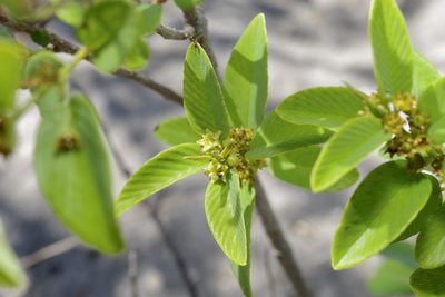 Karwinskia humboldtiana