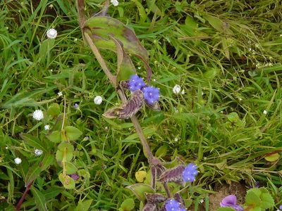 Cyanotis tuberosa, photographed by Dinesh Valke