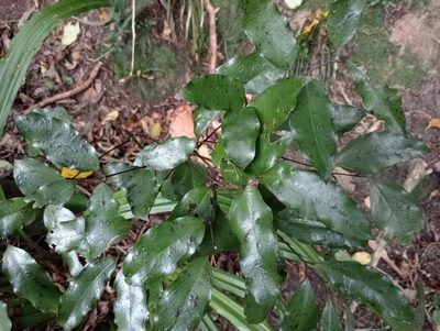 Ripogonum scandens, photographed by John Barkla