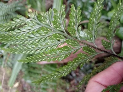 Asplenium gracillimum