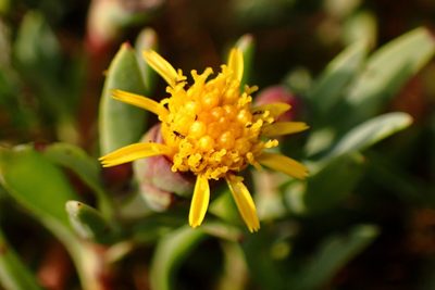 Jaumea carnosa