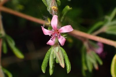 Frankenia salina, photographed by Cricket Raspet