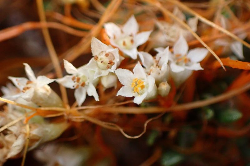 Cuscuta pacifica, photographed by Cricket Raspet