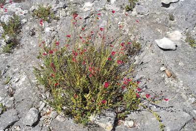 Penstemon baccharifolius