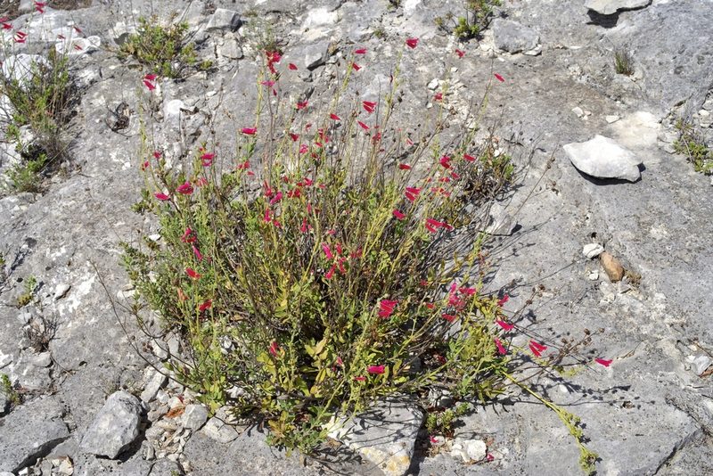 Penstemon baccharifolius, photographed by Michelle W. （鍾偉瑋）