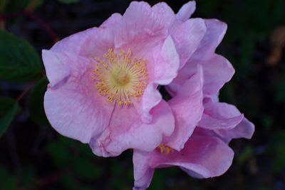 Rosa californica, photographed by Cricket Raspet