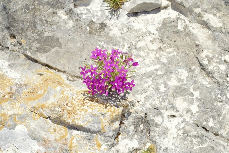 Zeltnera calycosa, photographed by Michelle W. （鍾偉瑋）