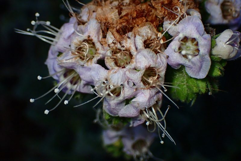 Phacelia ramosissima, photographed by Cricket Raspet