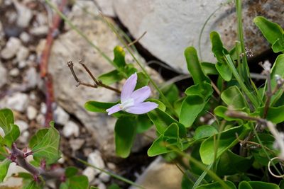 Justicia pilosella, photographed by Michelle W. （鍾偉瑋）
