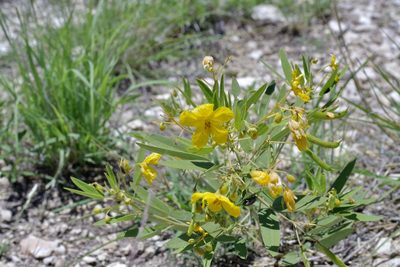 Senna roemeriana