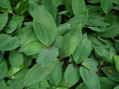 Convallaria majalis, photographed by Alexis Tinker-Tsavalas