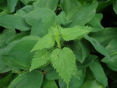 Urtica dioica, photographed by Alexis Tinker-Tsavalas