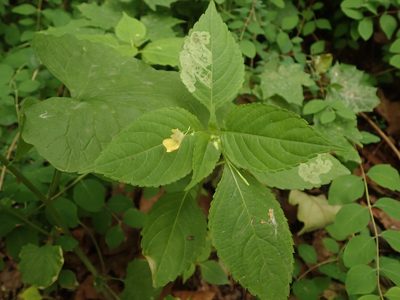 Impatiens parviflora, photographed by Alexis Tinker-Tsavalas