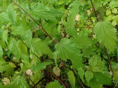 Urtica dioica, photographed by Alexis Tinker-Tsavalas
