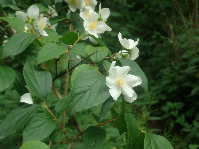 Philadelphus coronarius, photographed by Alexis Tinker-Tsavalas