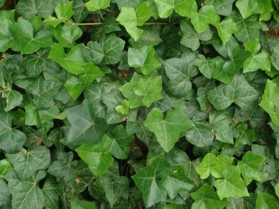 Hedera helix, photographed by Alexis Tinker-Tsavalas