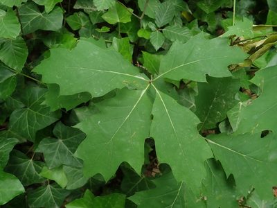 Quercus rubra, photographed by Alexis Tinker-Tsavalas
