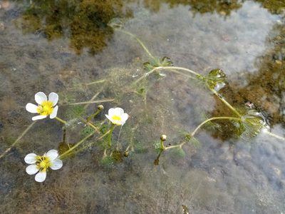 Ranunculus circinatus, photographed by Dmitry Semigradsky