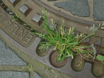 Poa annua, photographed by Alexis Tinker-Tsavalas