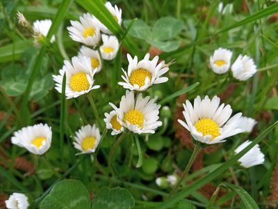Bellis perennis, photographed by Dmitry Semigradsky