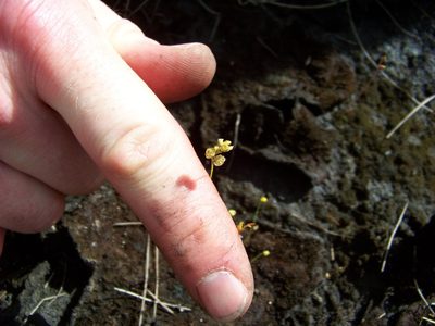 Utricularia simulans, photographed by botanygirl