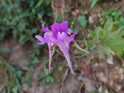 Linaria triornithophora, photographed by Iago Sanmartín Villar
